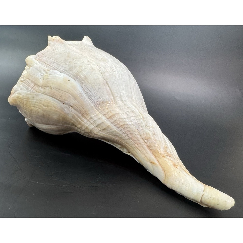 Large Natural Lightning Whelk Sea Shell 10.5" Coastal Beach Nautical Ocean Decor - Picture 4 of 12